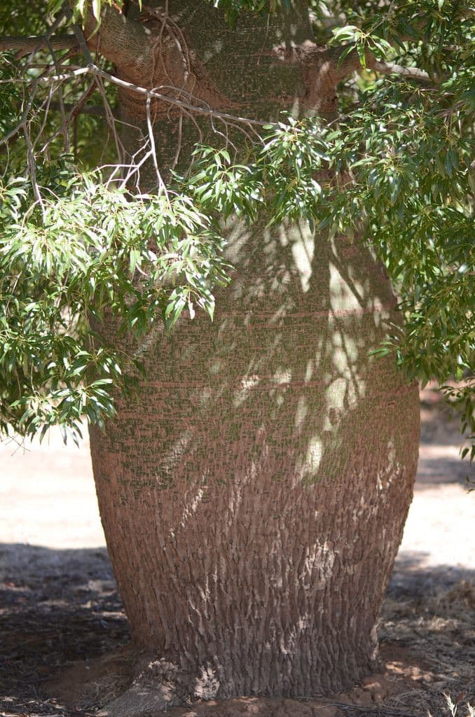 Brachychiton 20