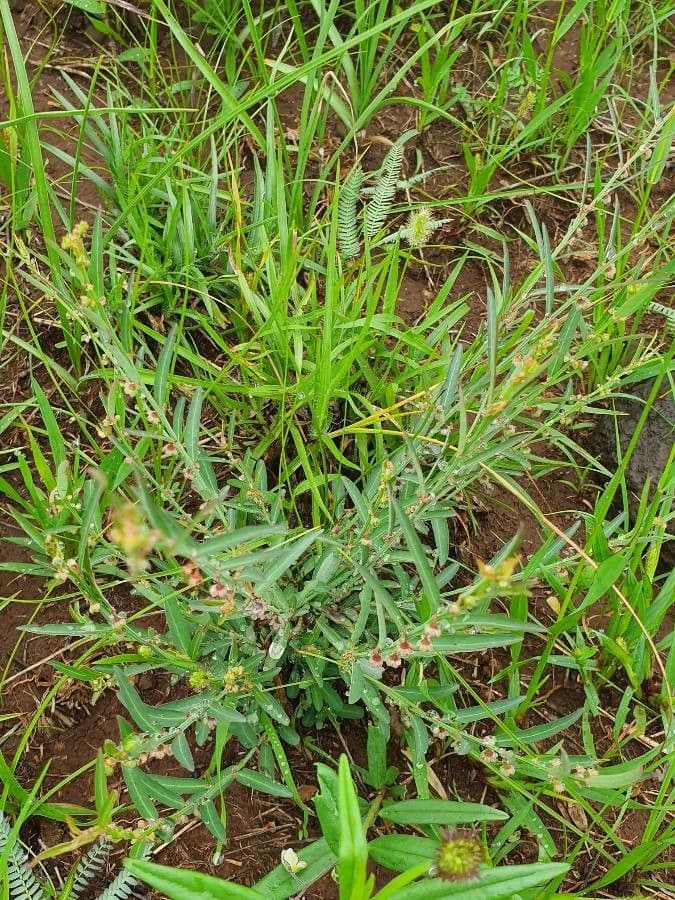Phyllanthus 7