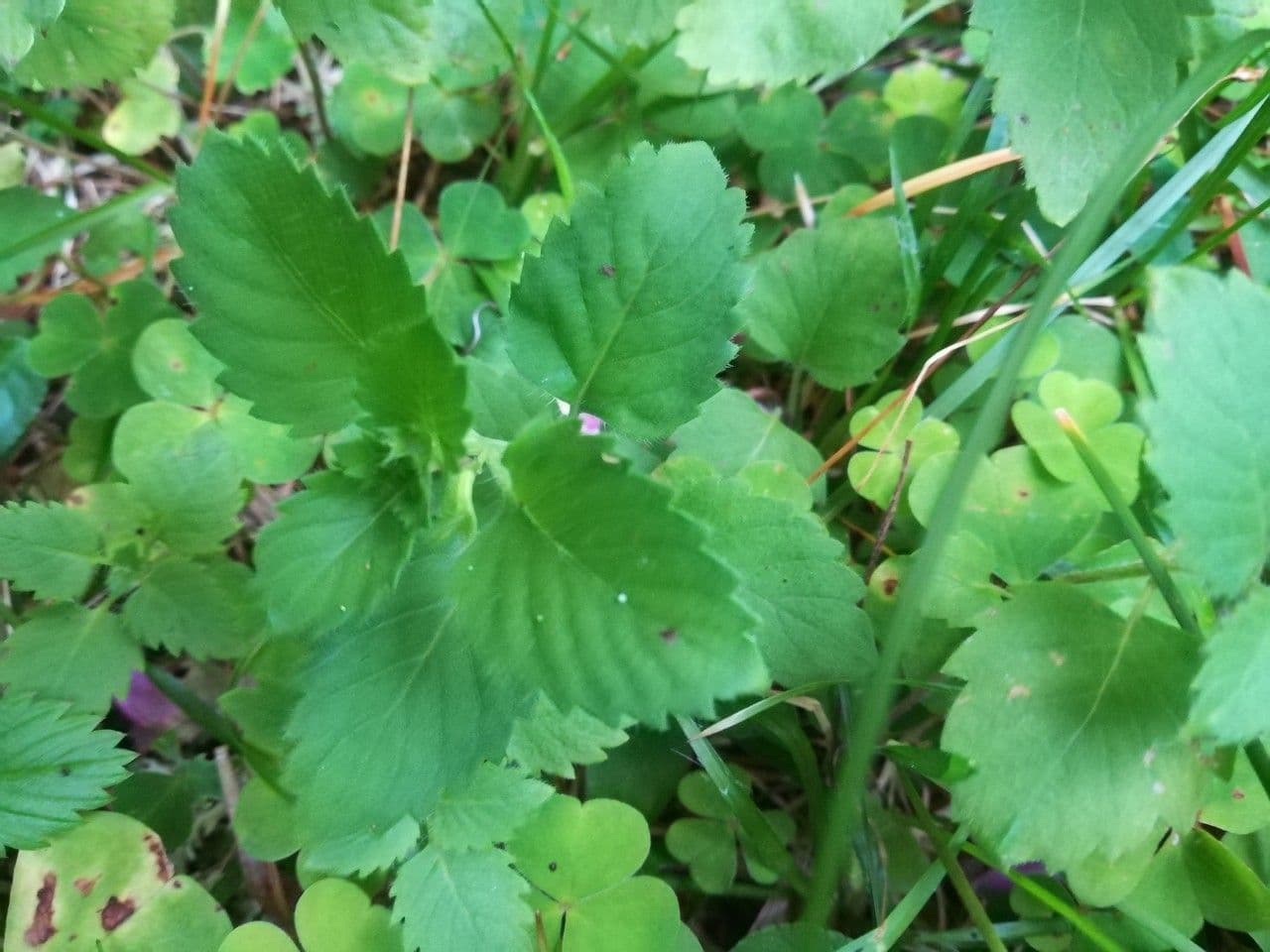 Nepitella maggiore 17