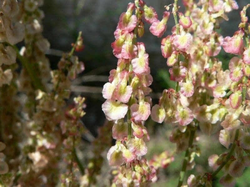 Rumex 3