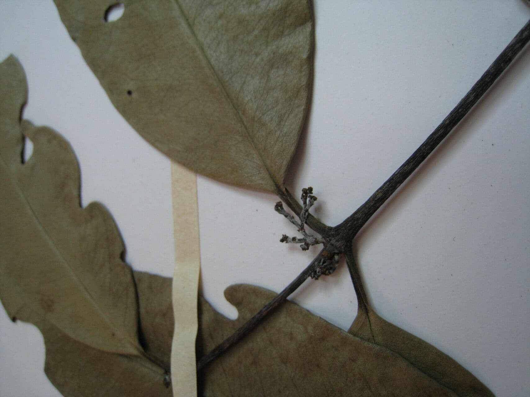 Tontelea attenuata
