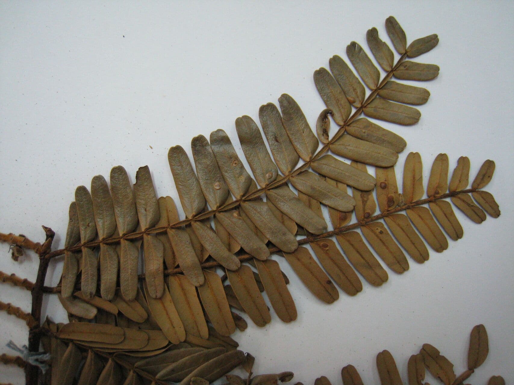 Macrolobium 5