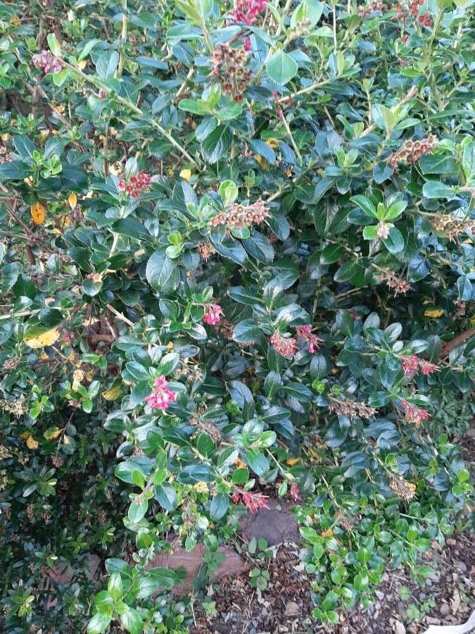 Rote Escallonie 18