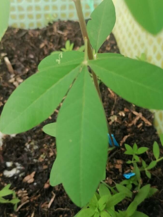 Crotalaria 16