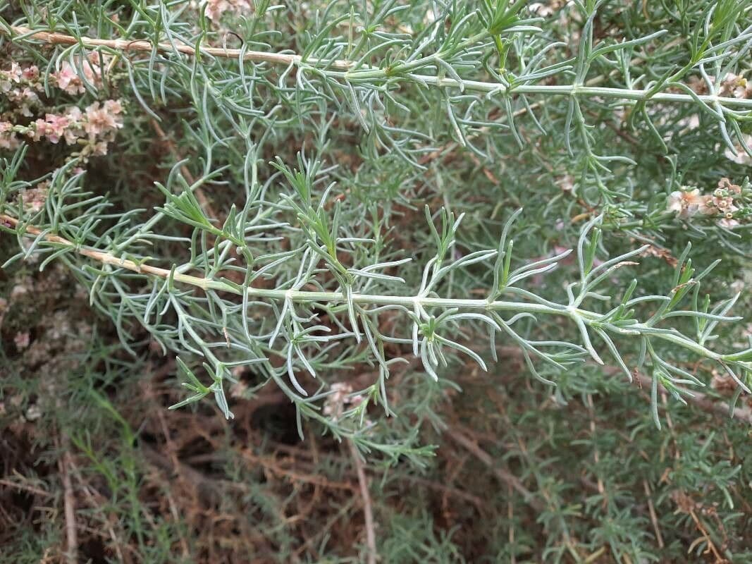 Salsola oppositifolia 17