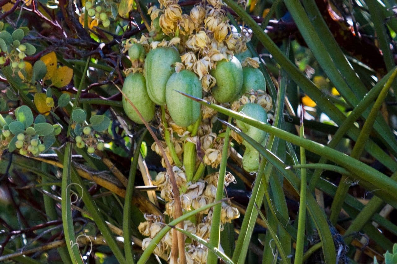 Yuca schidigera 2