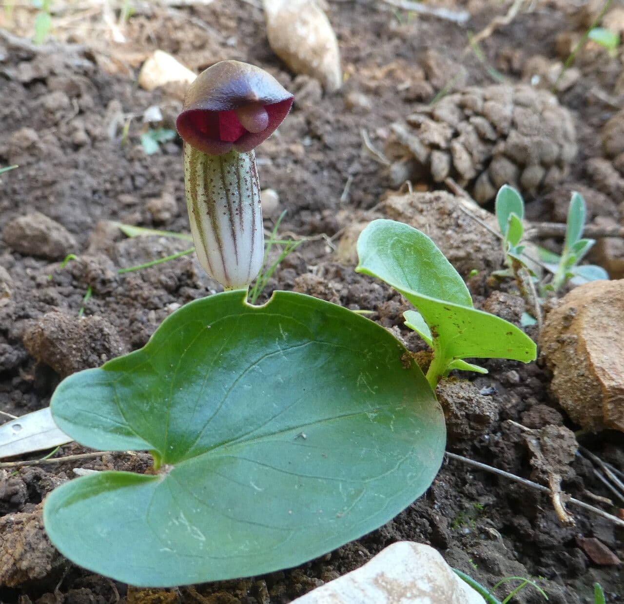 Arisarum 20