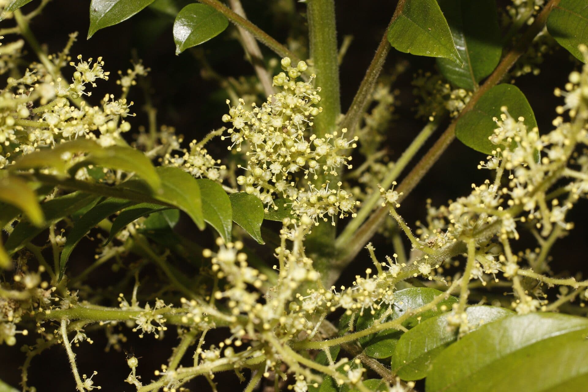 Zanthoxylum 12