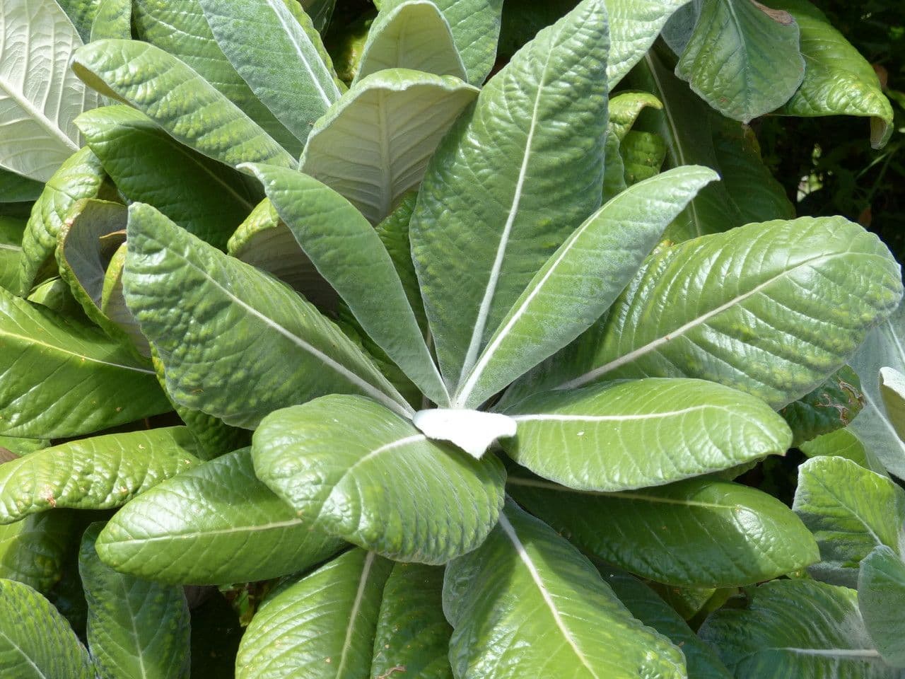 Große Oldenburgia 4