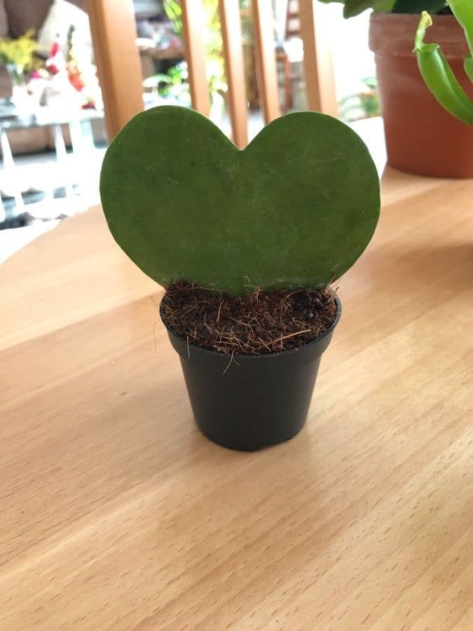 Hoya 8