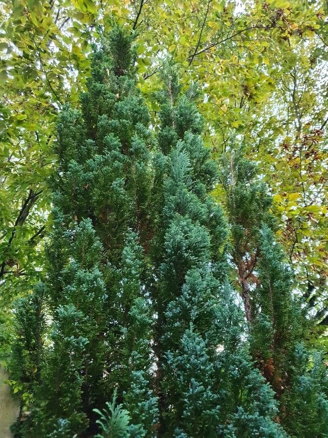 Jalovec čínský 19