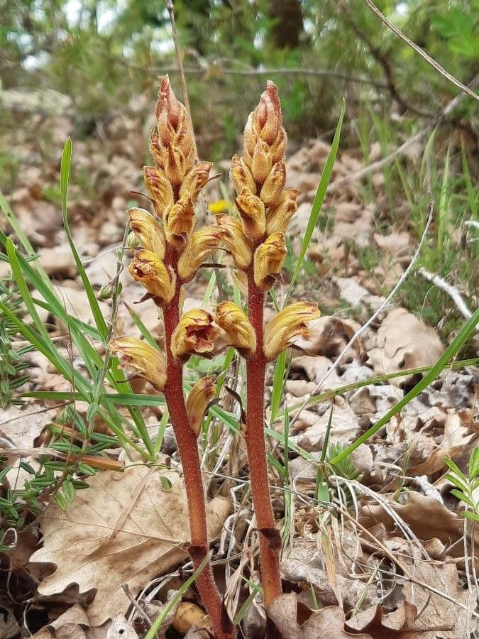 Succiamele gracile 14