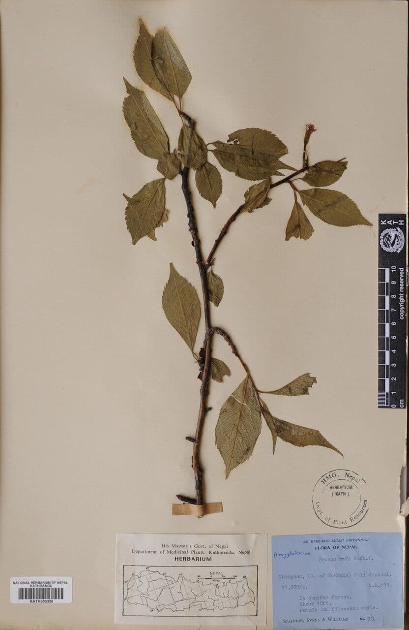 Kirsche 16