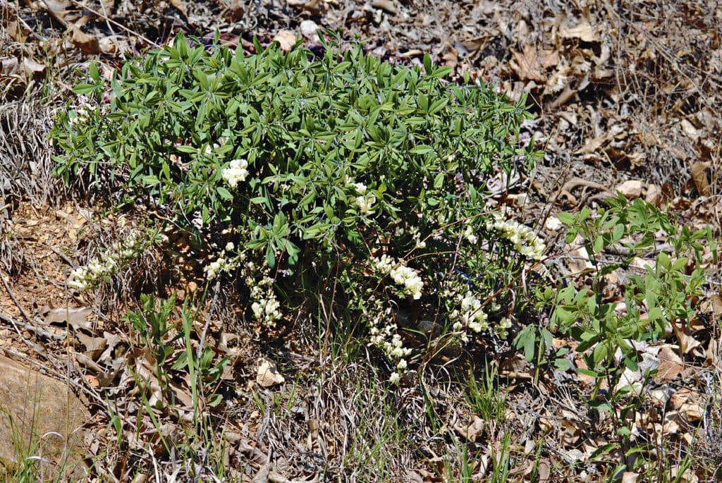 Baptisia bracteata 14