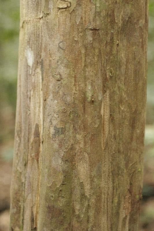 Guayaba de olor 18