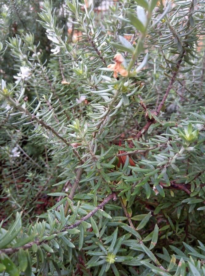 Westringia arbustiva 18