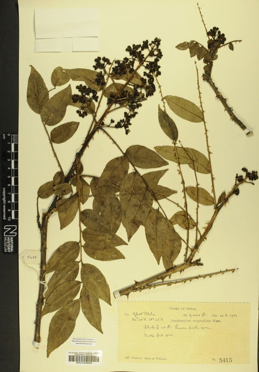 Zanthoxylum 11