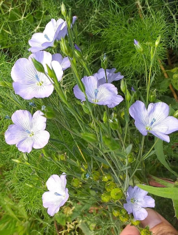 Linseed 7