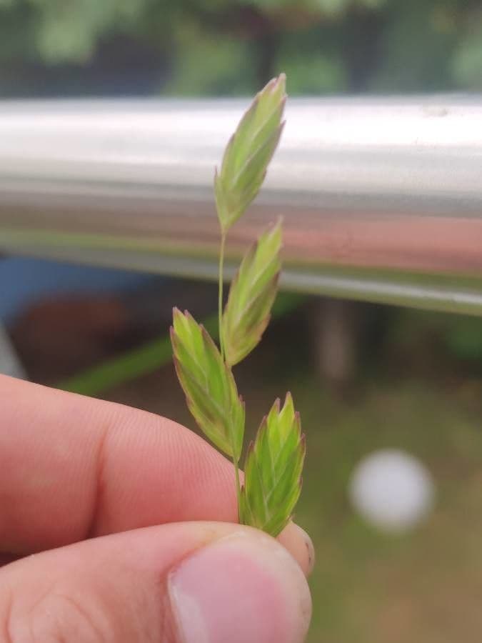 Chasmanthium latifolium 2