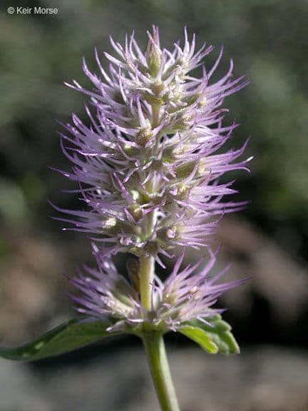Agastache 2