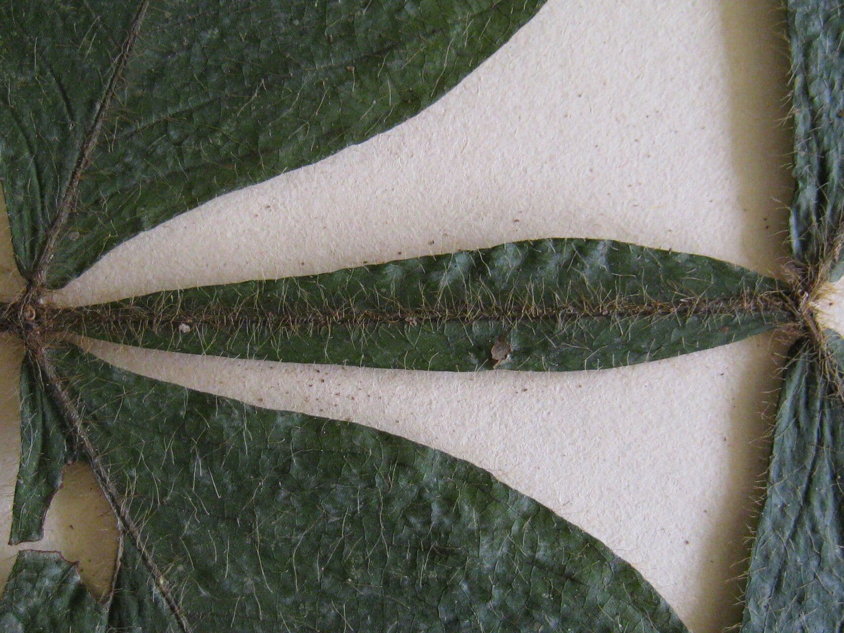 Inga