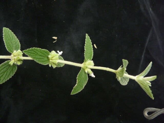 Leucas 5