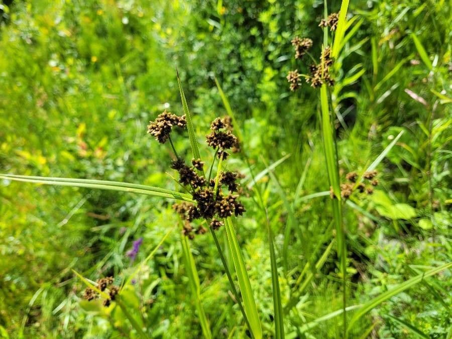Buisson noir 19