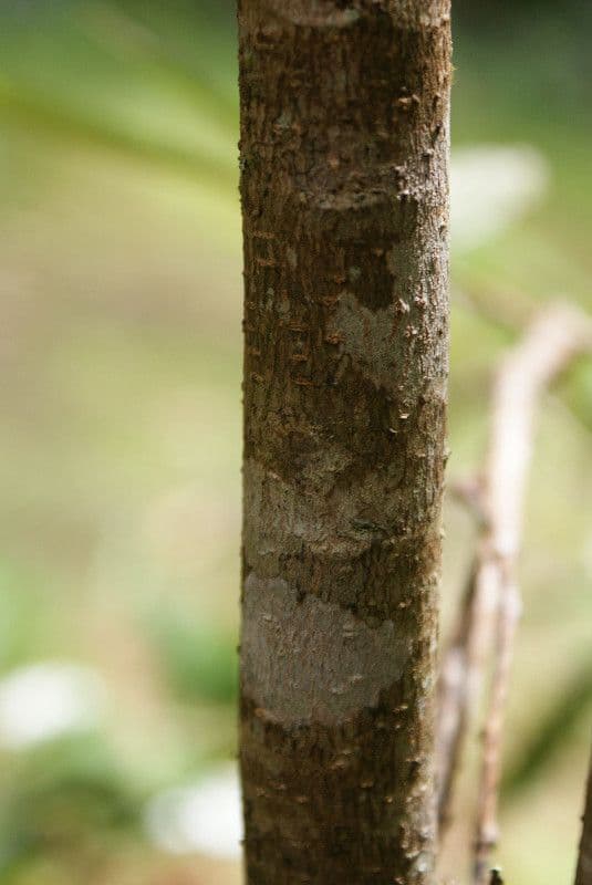 Antidesma 19