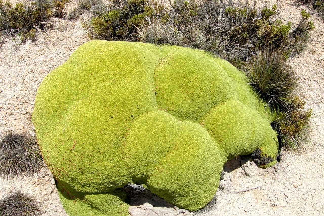 Azorella 14