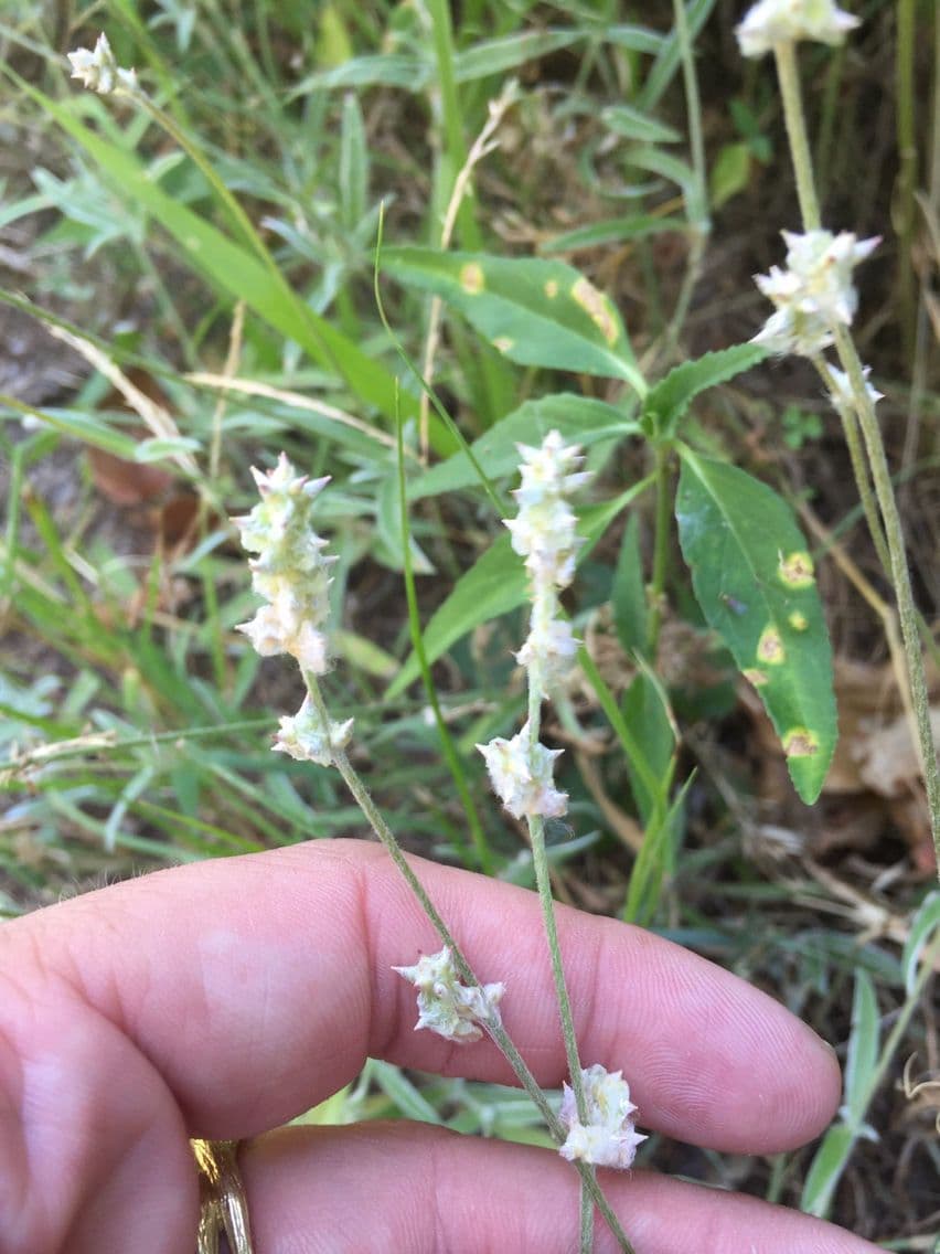 Froelichia gracilis 3