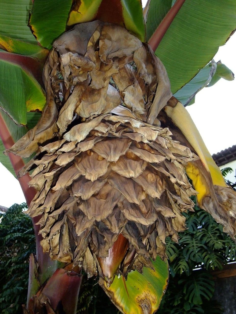 Banan Abisyński 13