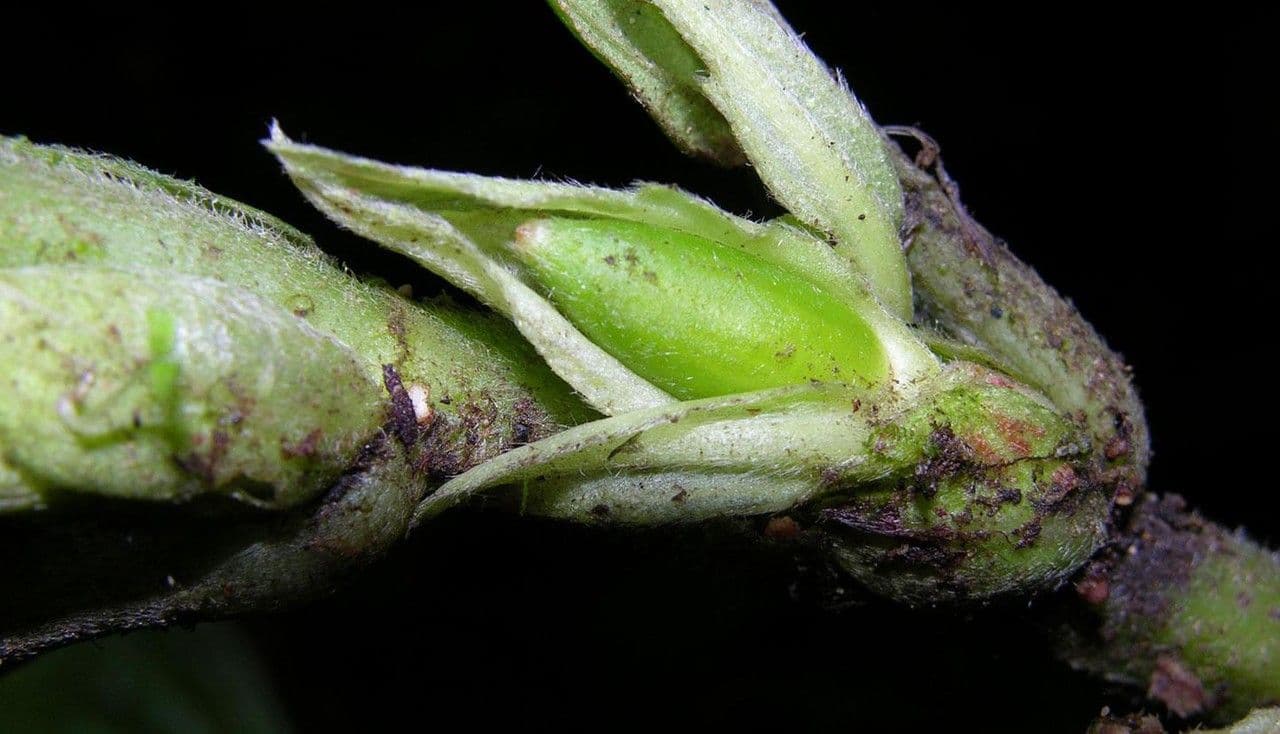 Columnea 3