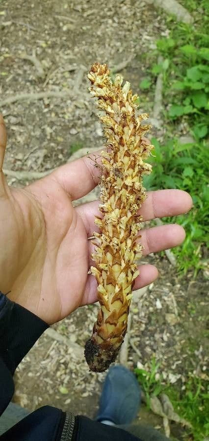 Conopholis 18