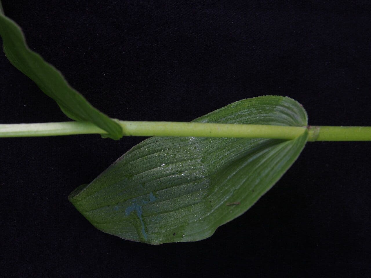Epipactis di Royle 5