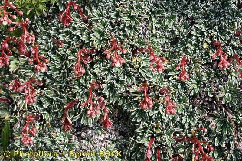 Saxifrage incrustée 16