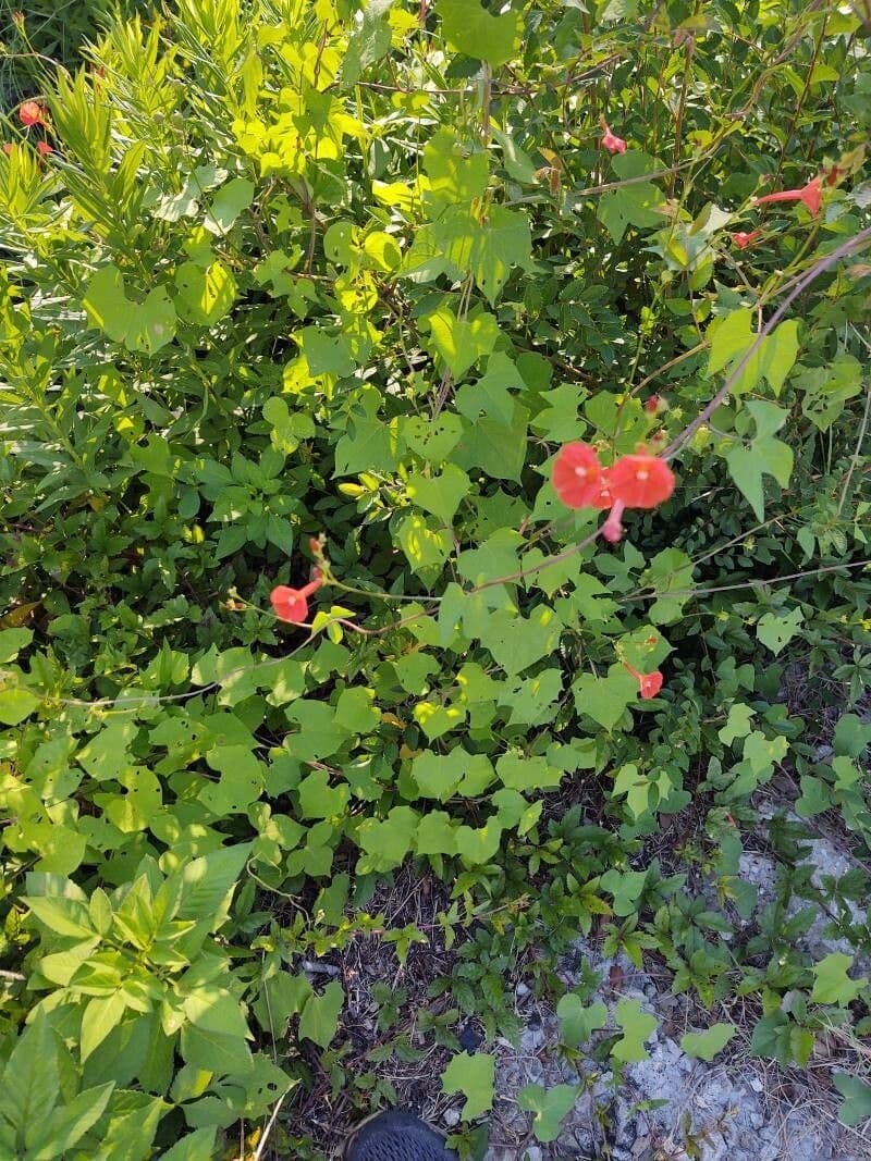 Ipomoea hederifolia 11