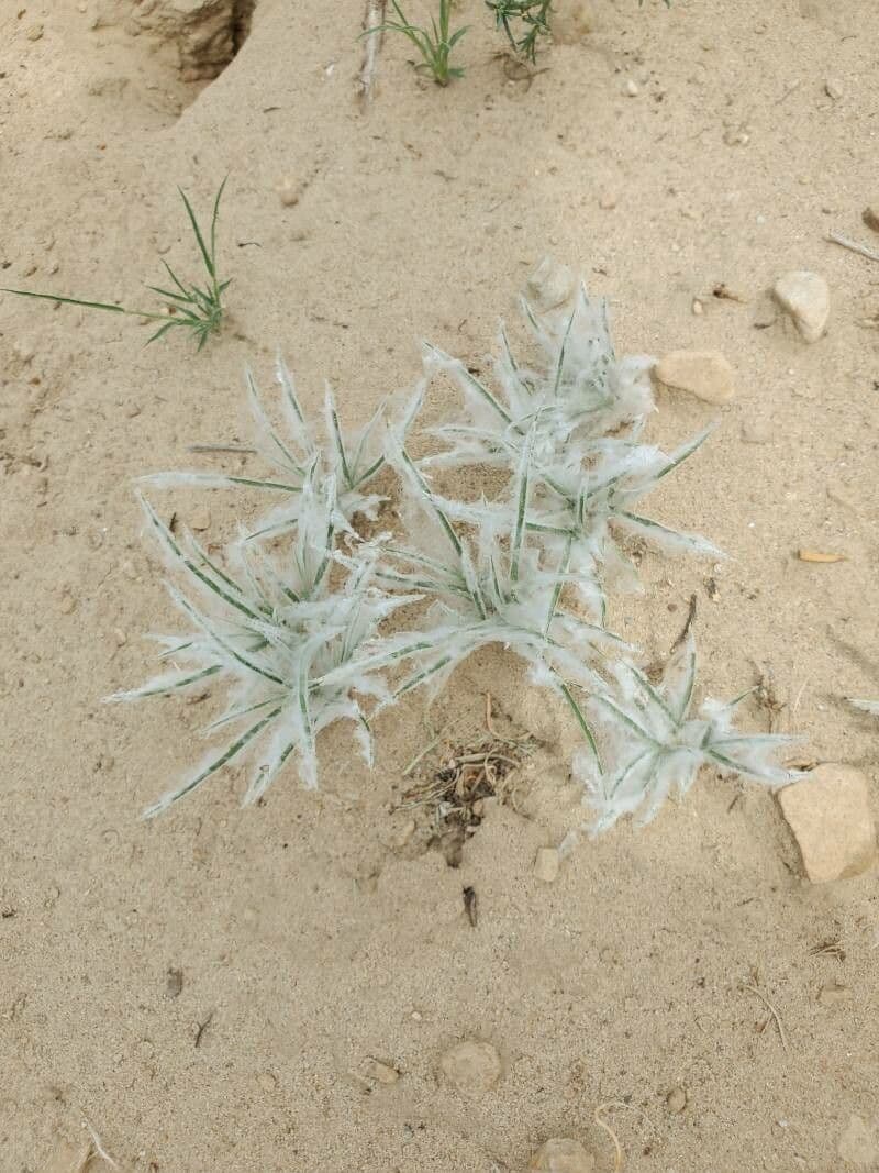 Cyperus pedunculatus 5