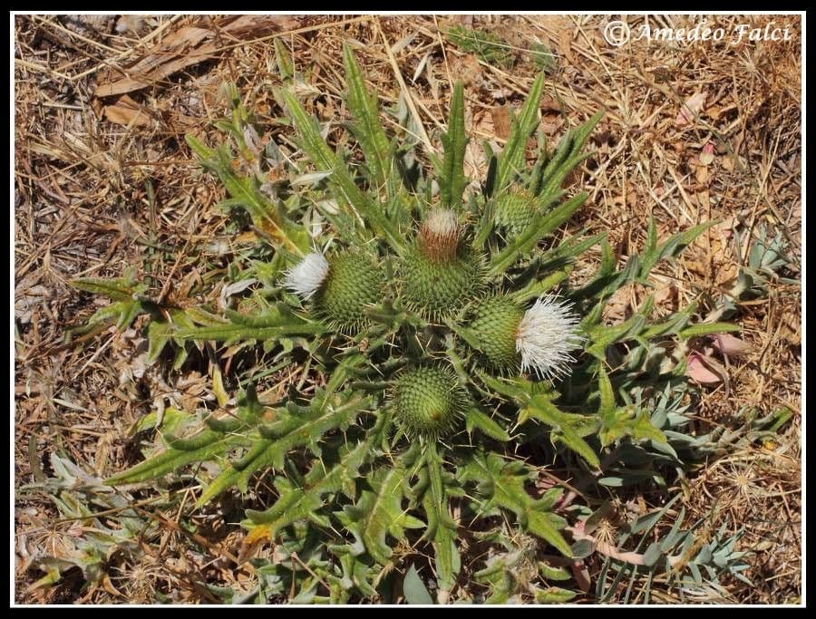 Cirsium 13