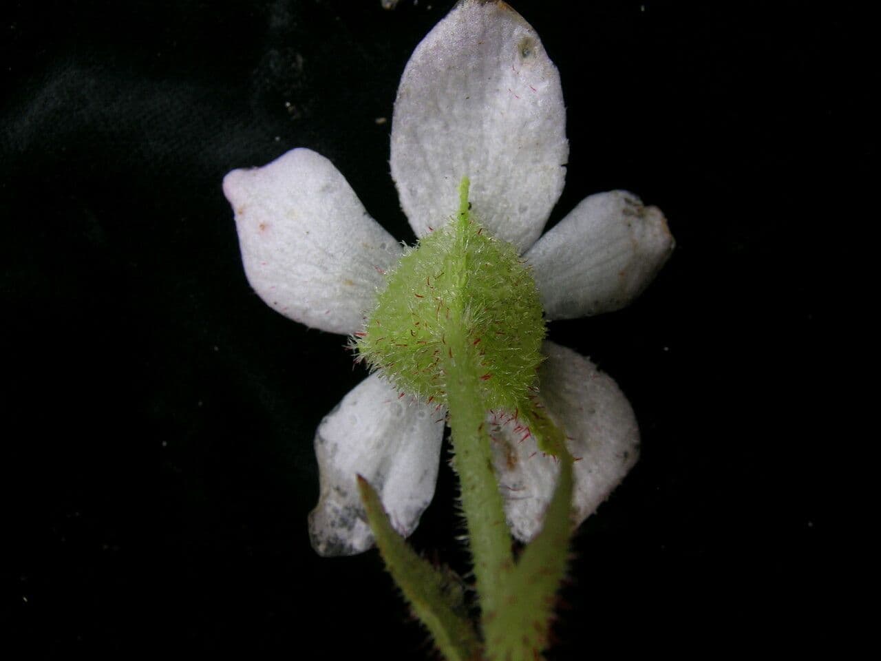 Begonia dipinta 13