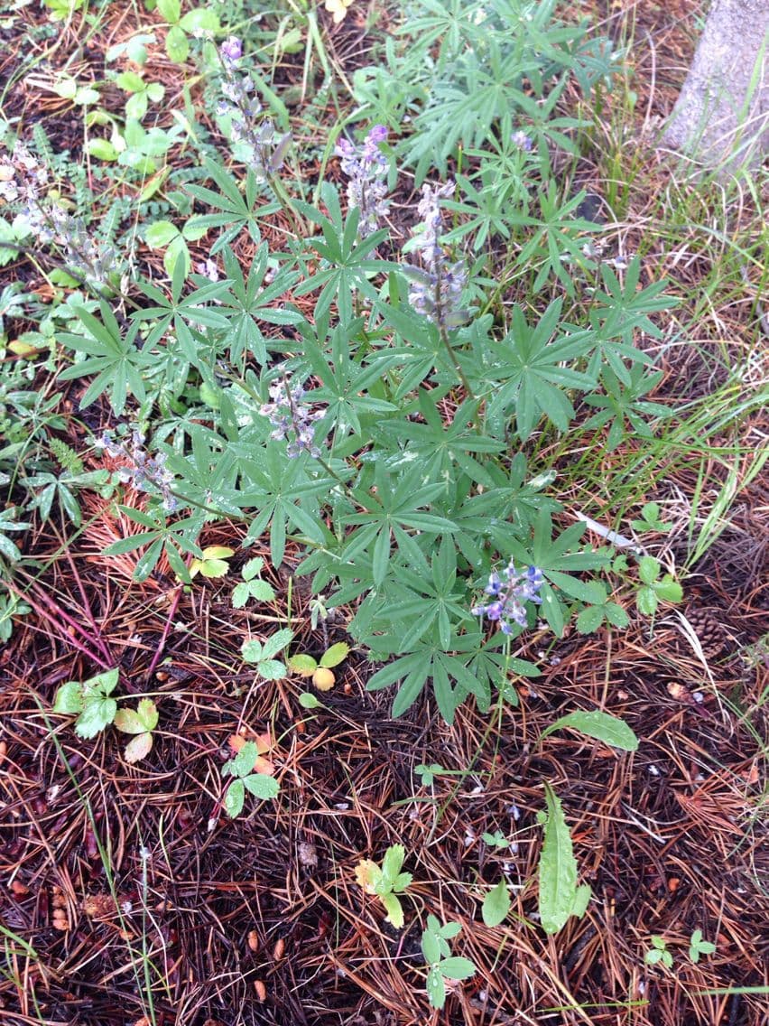 Silbriger Lupine 9