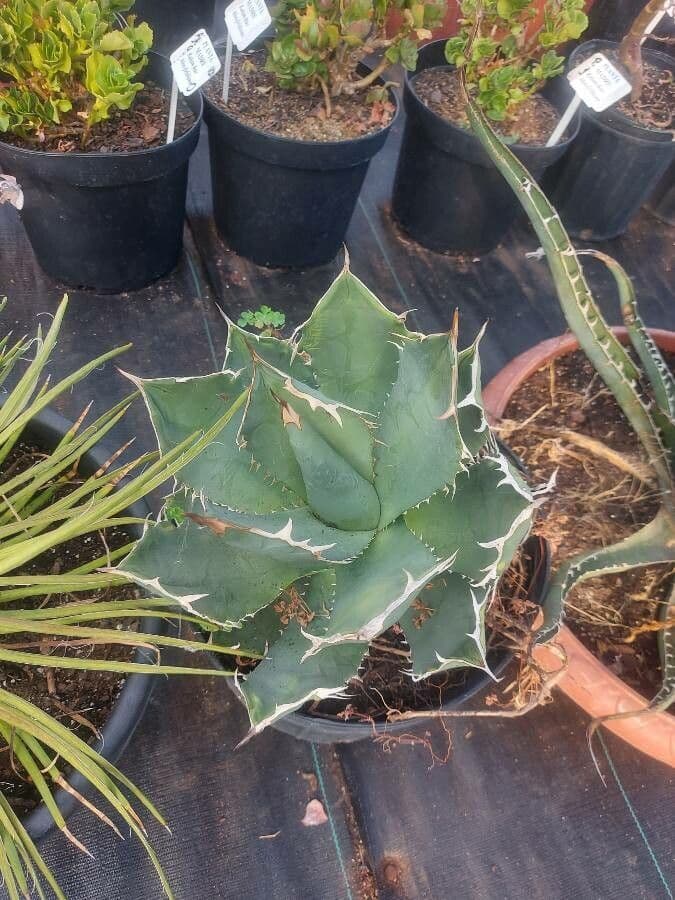 Agave 4