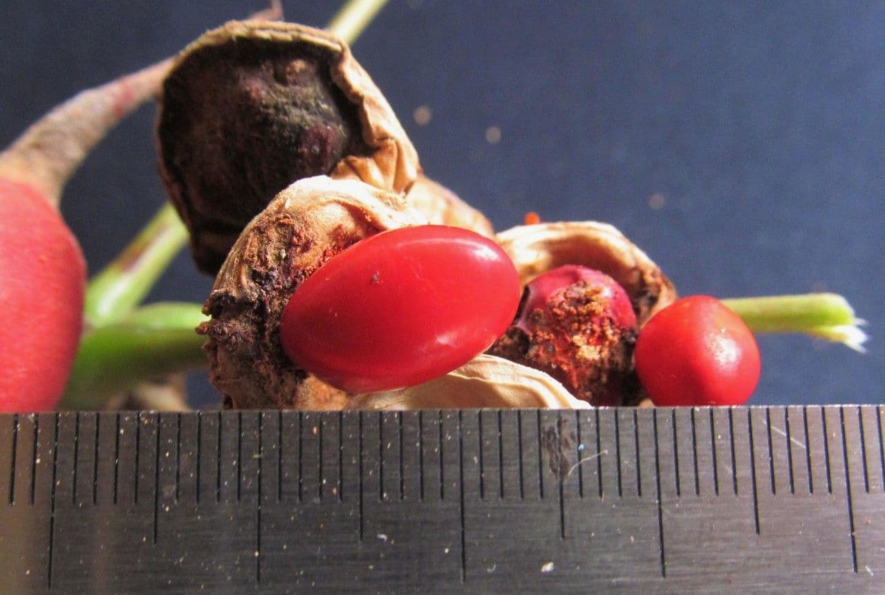 Erythrina garbatá 4