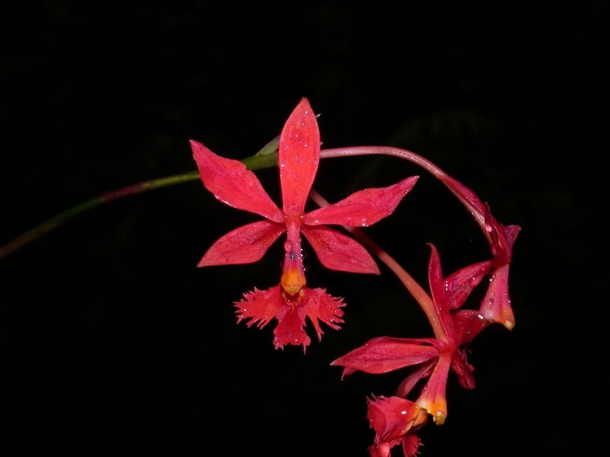 Epidendrum 5