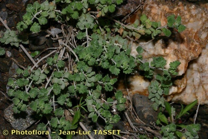 Teucrium buxifolium 8