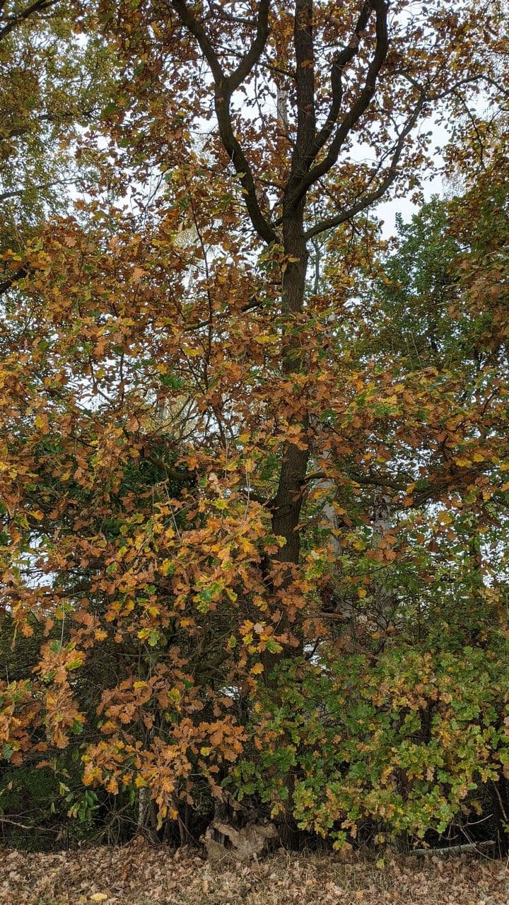 Quercia comune 11