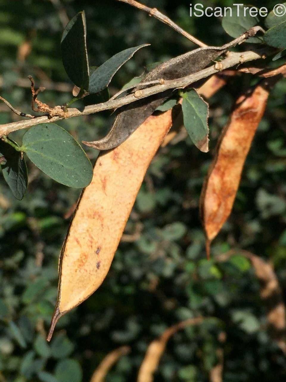 Bauhinia