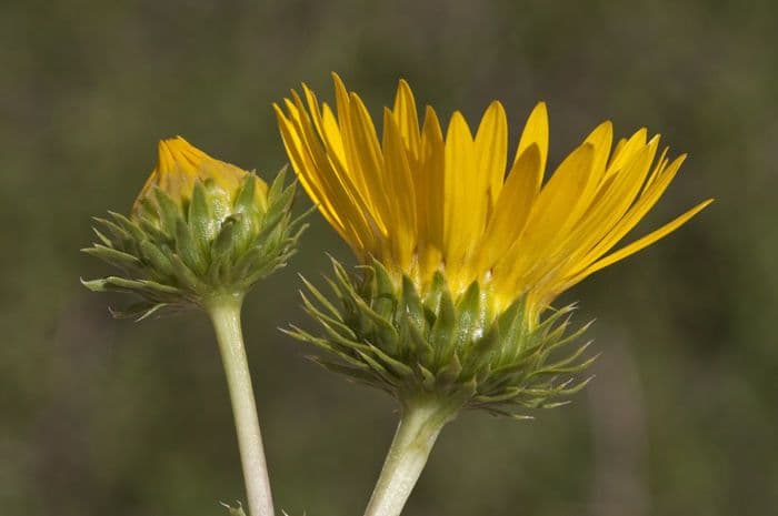 Grindelia ciliata 3