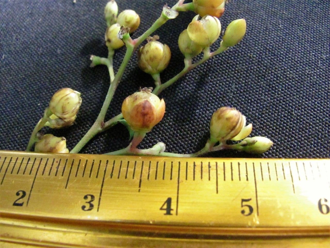 Pleuropetalum 4