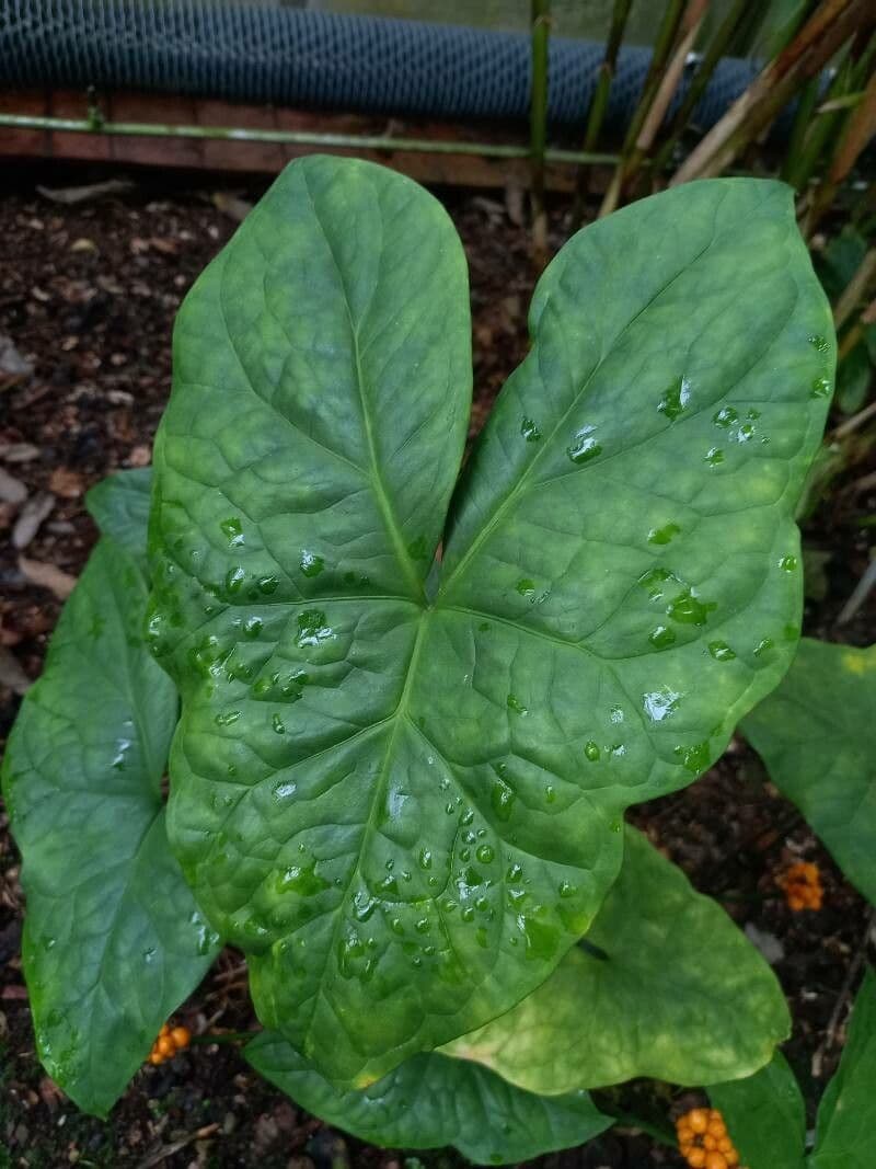 Nephthytis 7