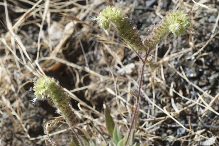 Phacelia 9